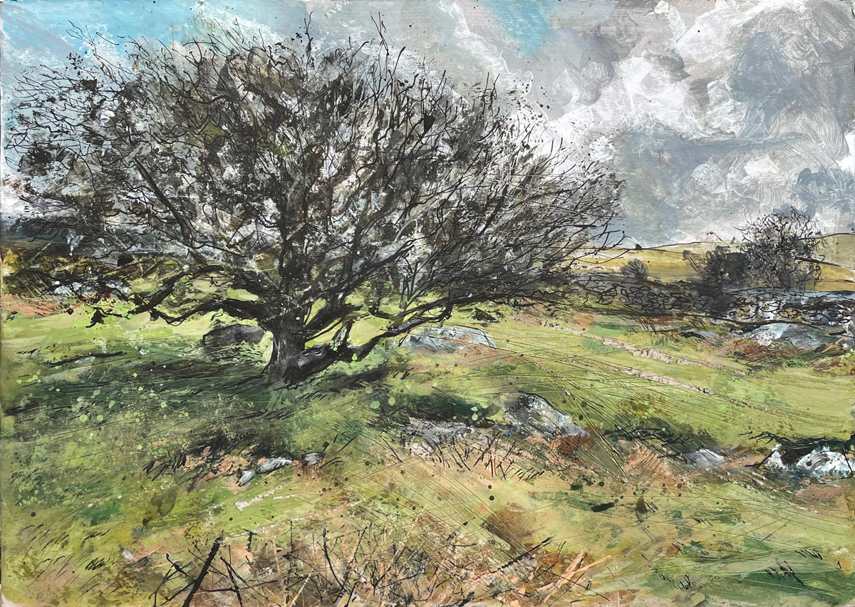 Hawthorn Tree near Haytor